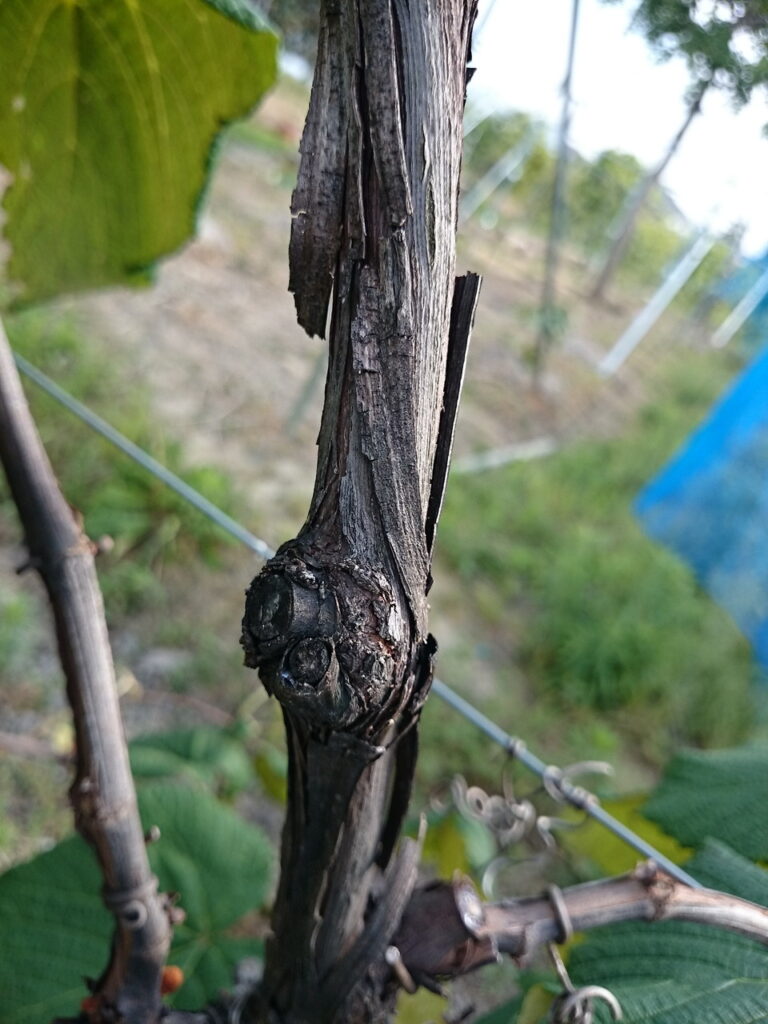 European grape bark