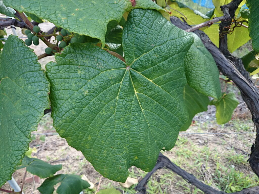 Upper surface of European grape leaves