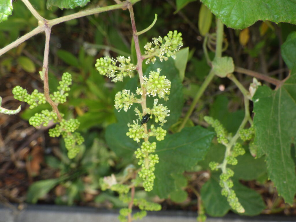 Male flowers of a male wild grape plant