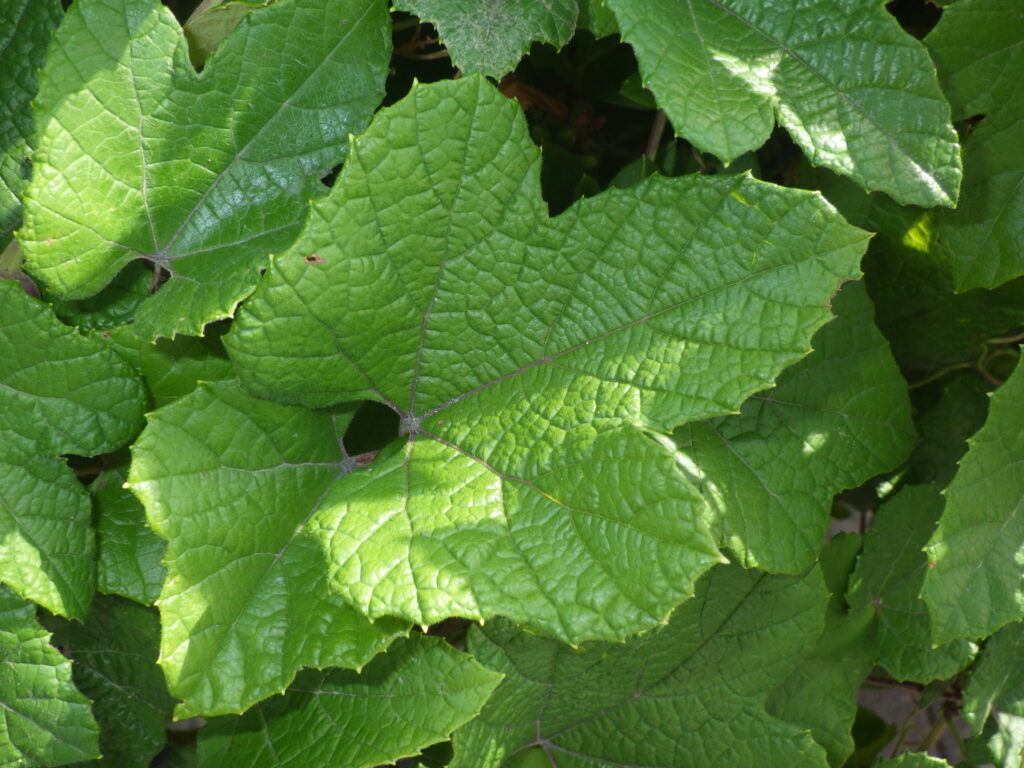 Upper surface of the leaves of a male wild grape plant