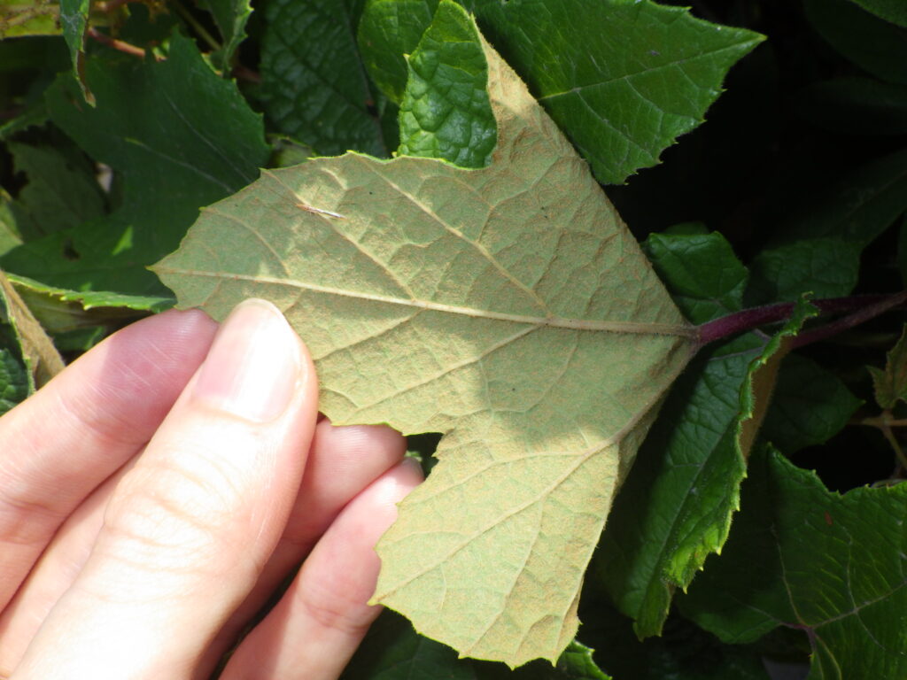 Underside of the leaves of a male wild grape plant
