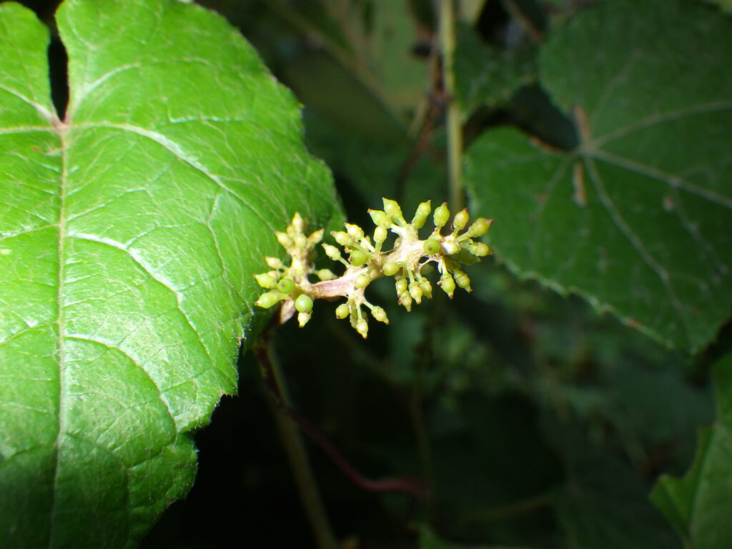 Immature fruit of female wild grape
