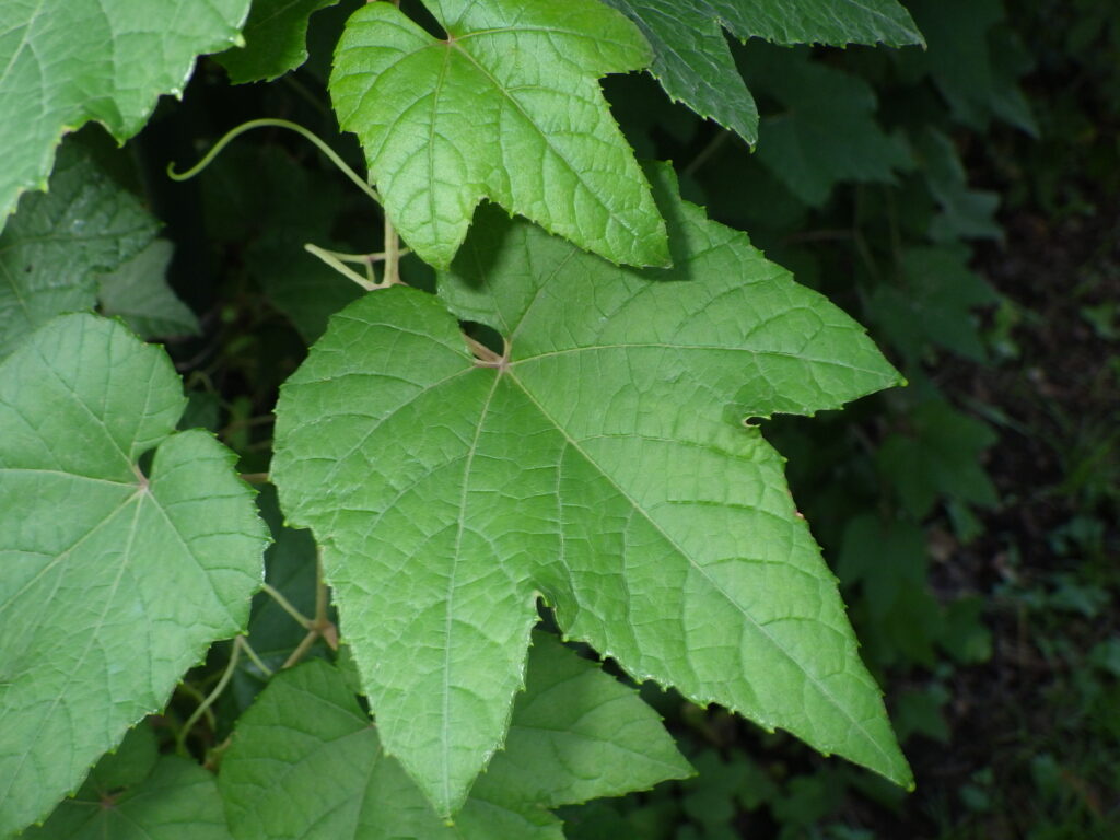 Upper surface of a female wild grape leaf