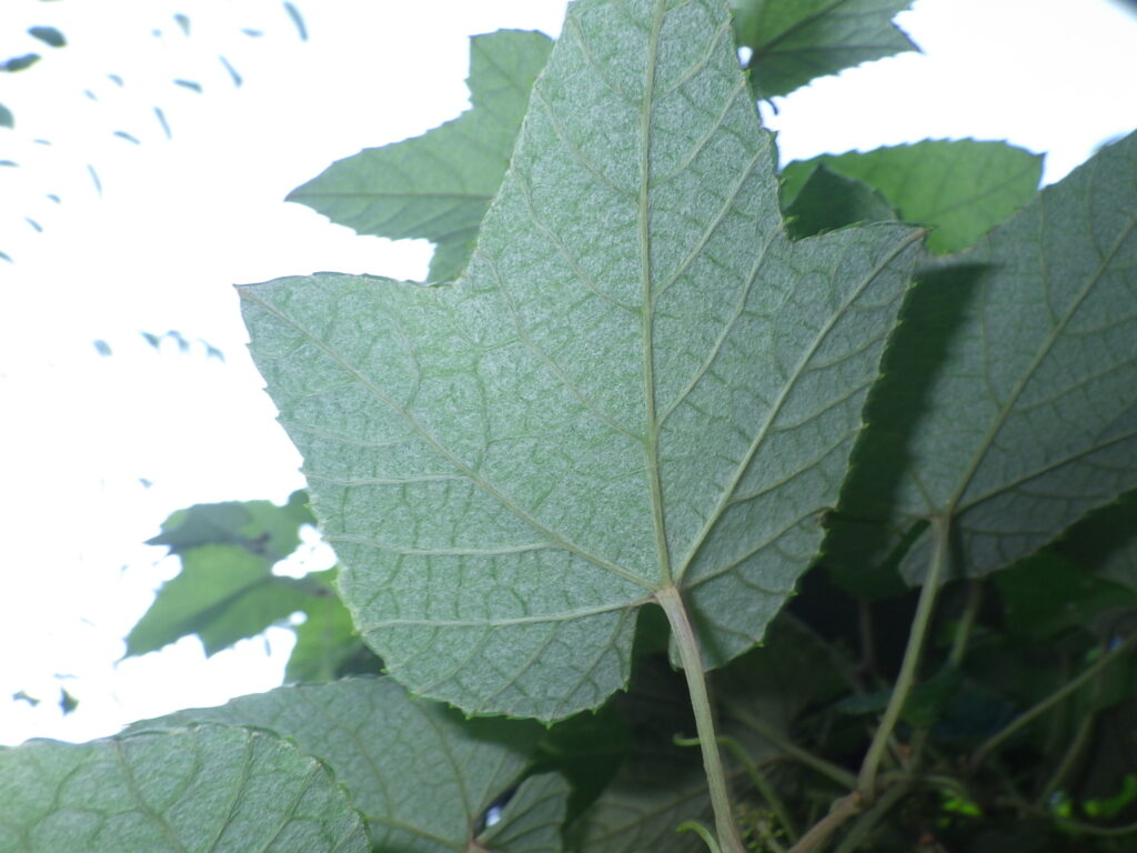 Underside of a female wild grape leaf