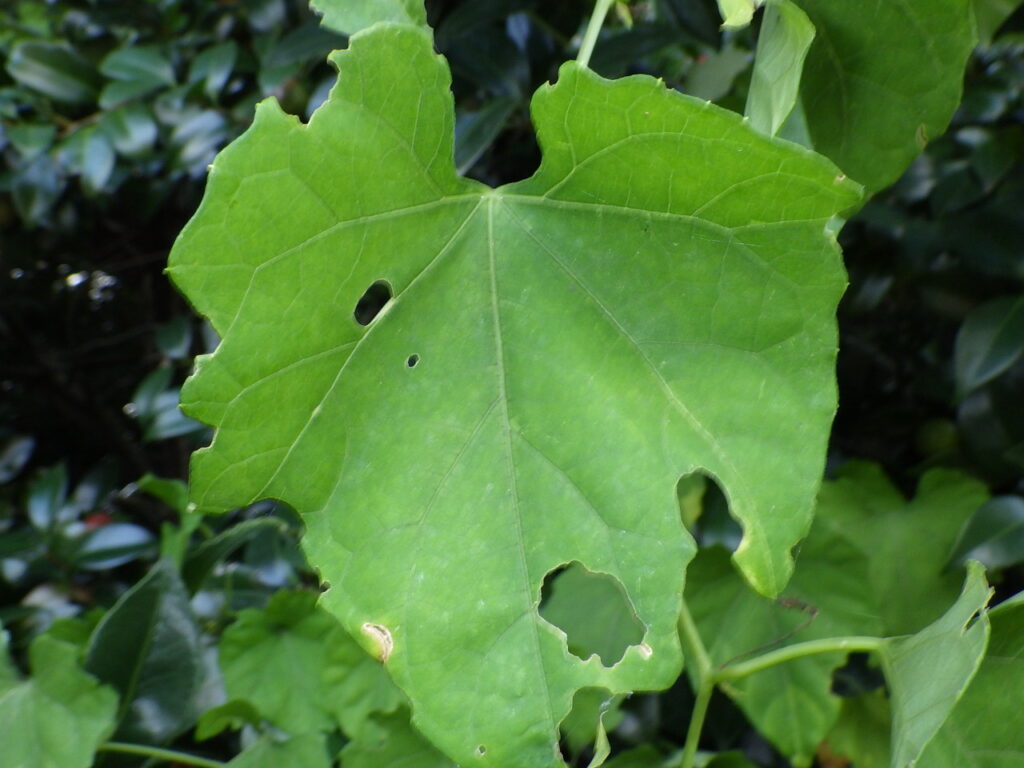 Large leaves of ivy