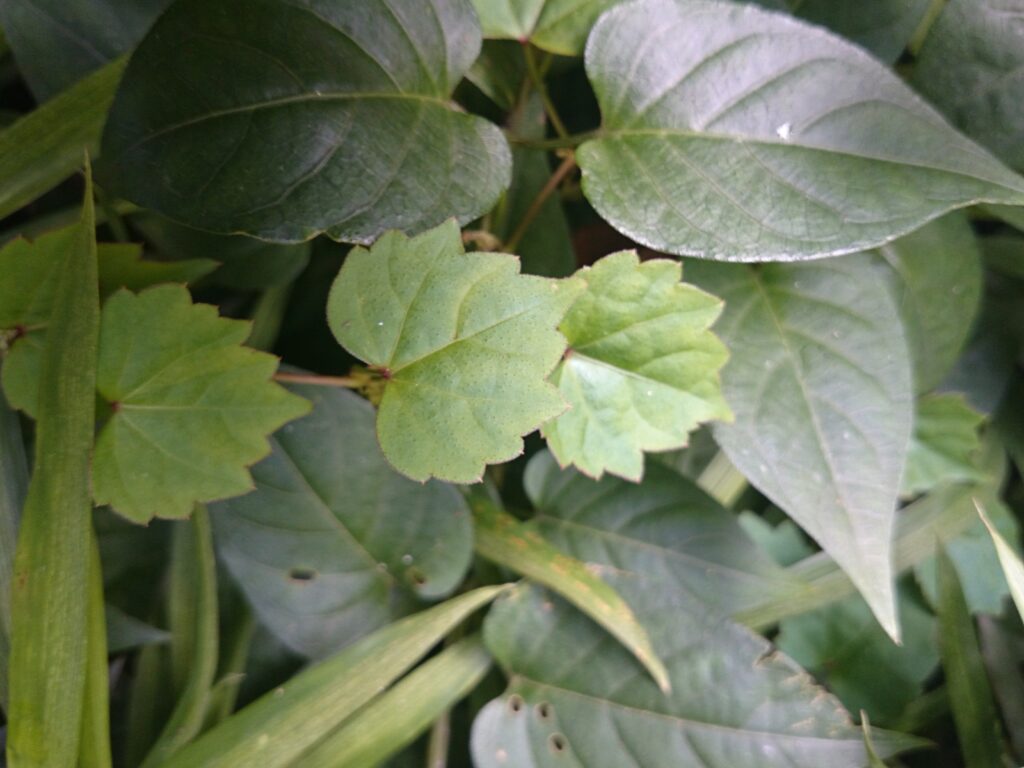 Top surface of small ivy leaves