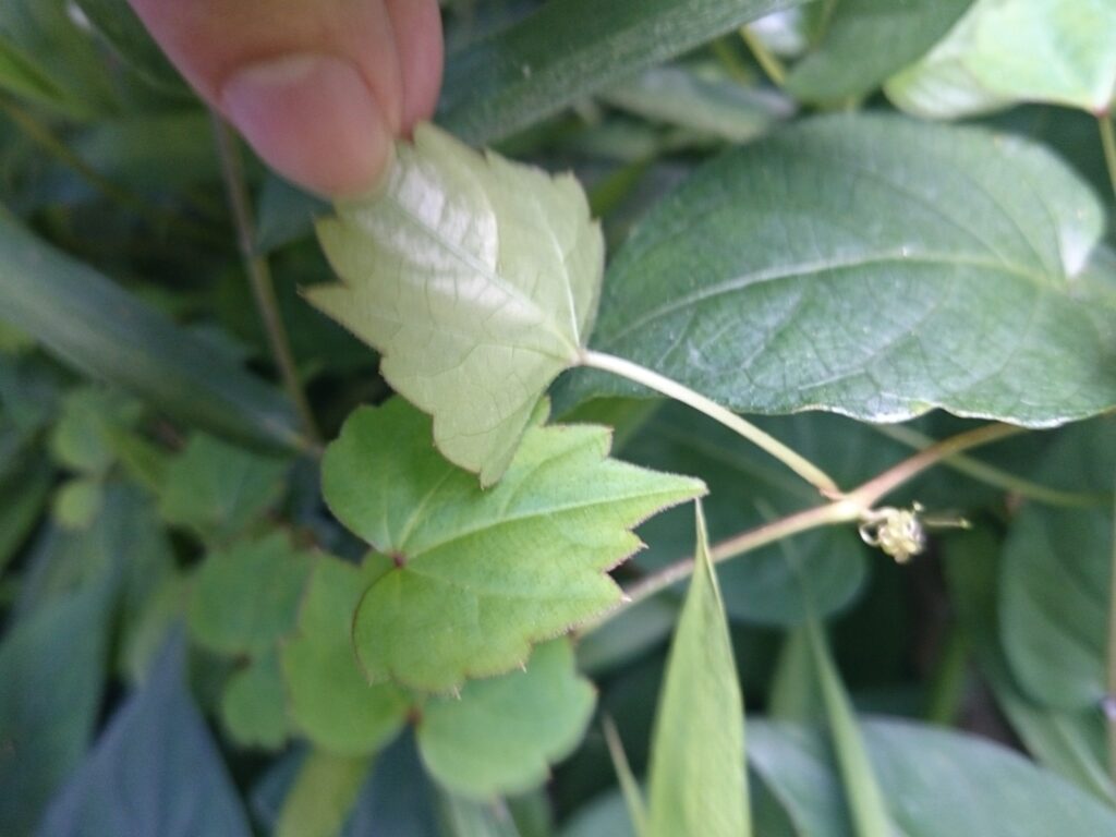 The underside of small ivy leaves