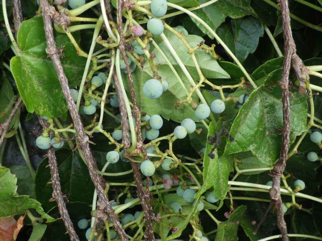 Unripe ivy fruit