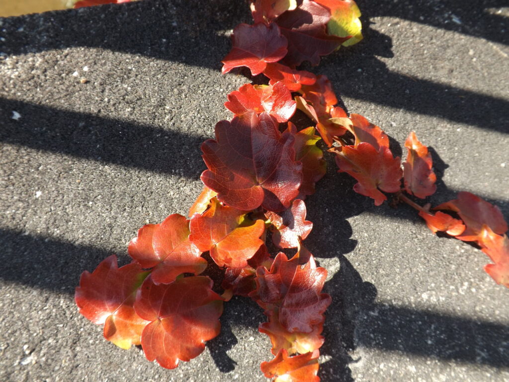 Autumn leaves of ivy