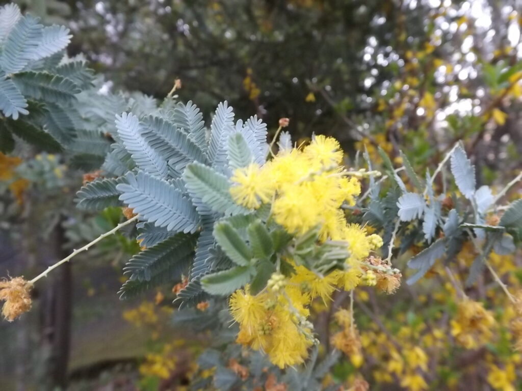 ギンヨウアカシアの花