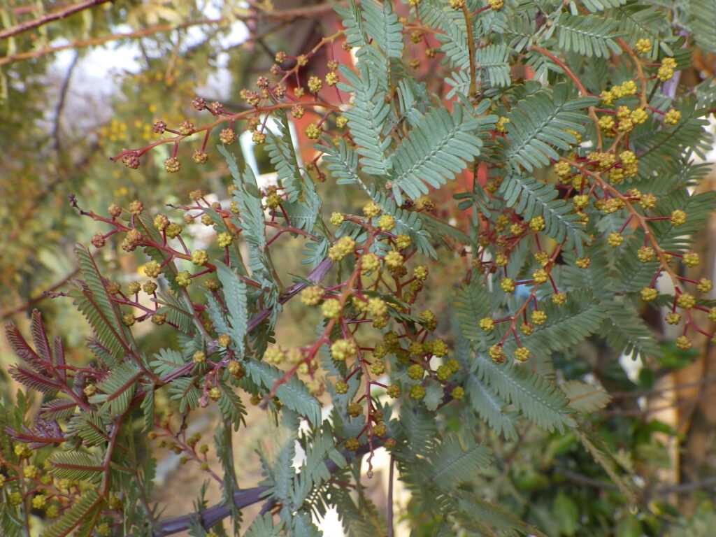 ギンヨウアカシアの蕾