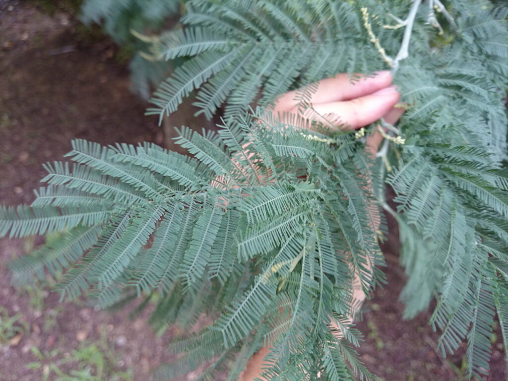 フサアカシアの葉上面
