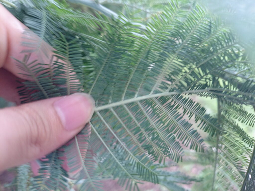フサアカシアの葉下面