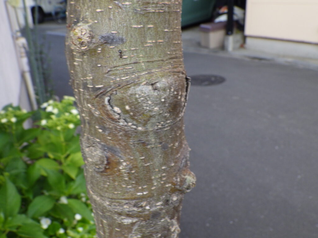 ネムノキの樹皮