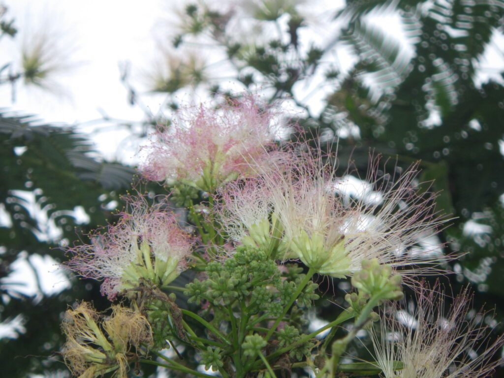 ネムノキの花