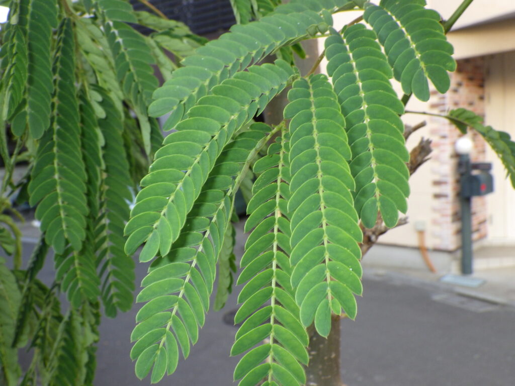 ネムノキの葉上面