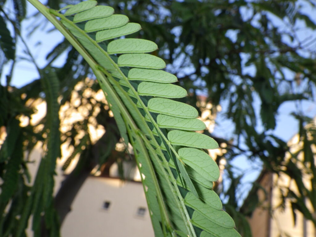 ネムノキの葉下面