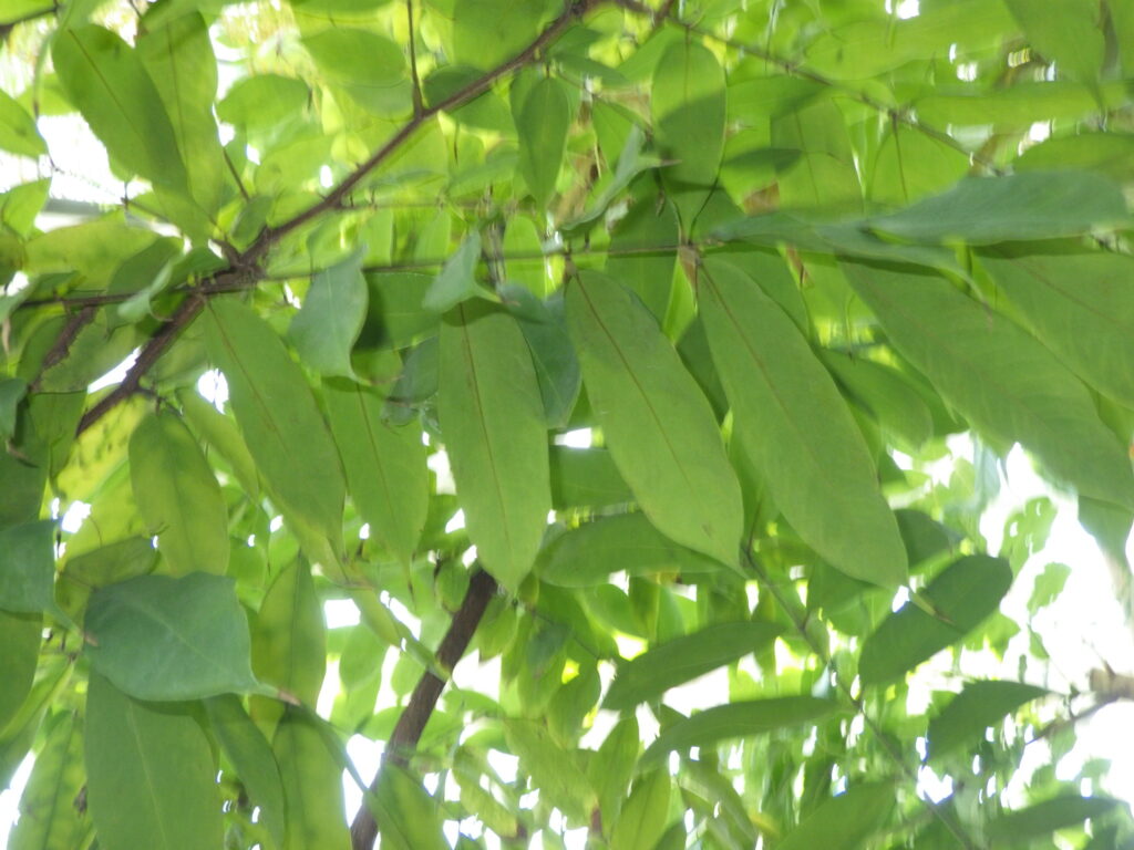 オオホウカンボクの葉下面