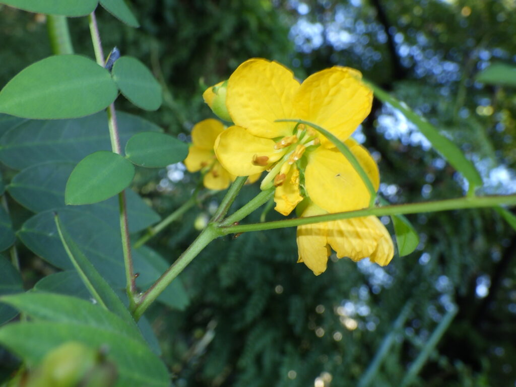 ハブソウの花