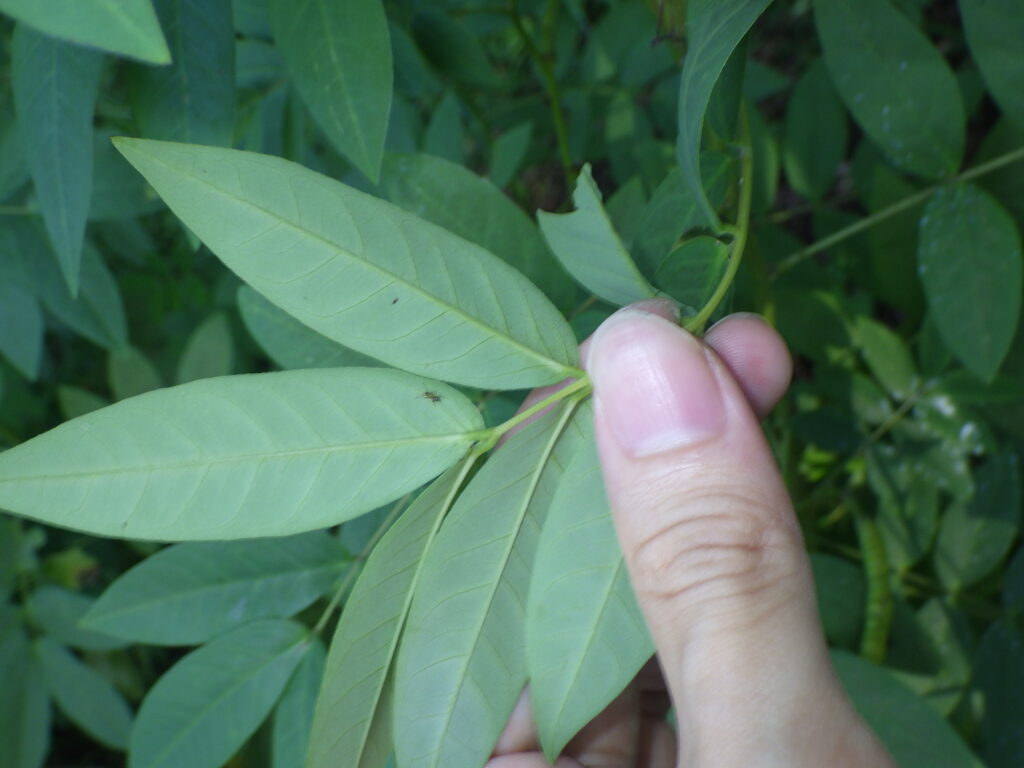 ハブソウの葉下面