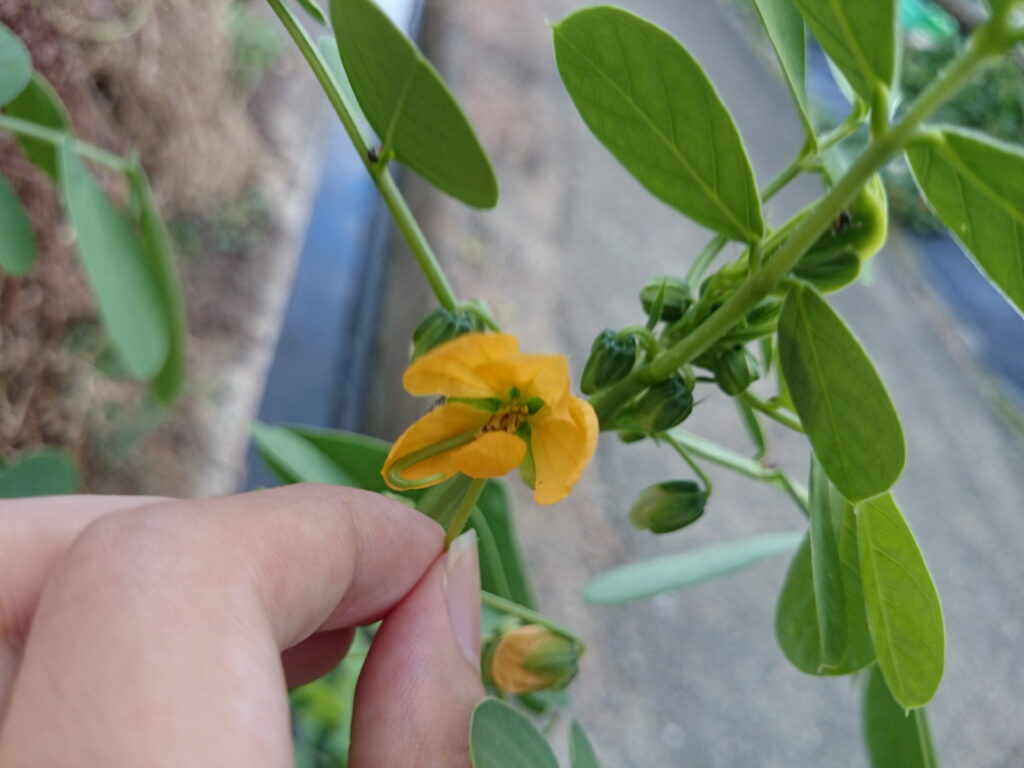 エビスグサの花