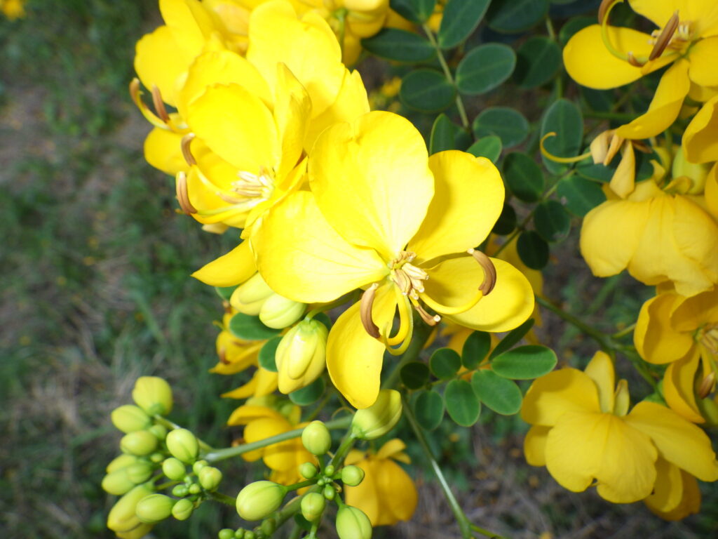 コバノセンナの花