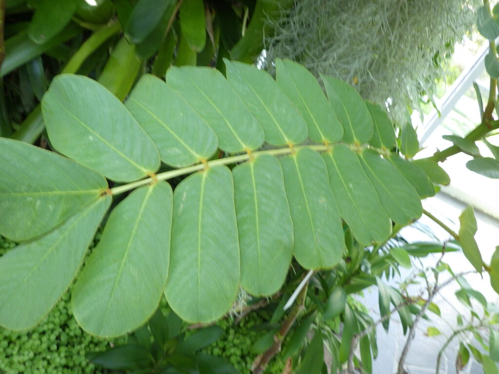 ハネセンナの葉