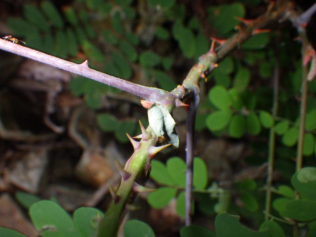 ジャケツイバラの茎