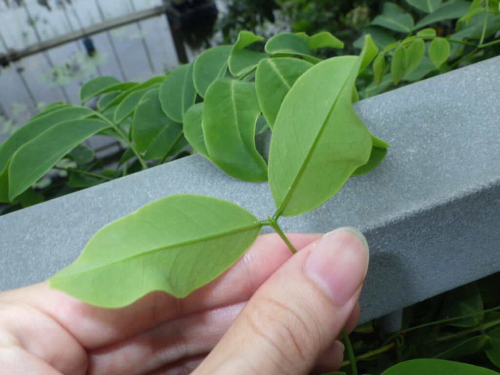ヒメモダマの葉下面