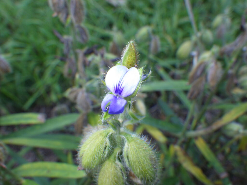 タヌキマメの花