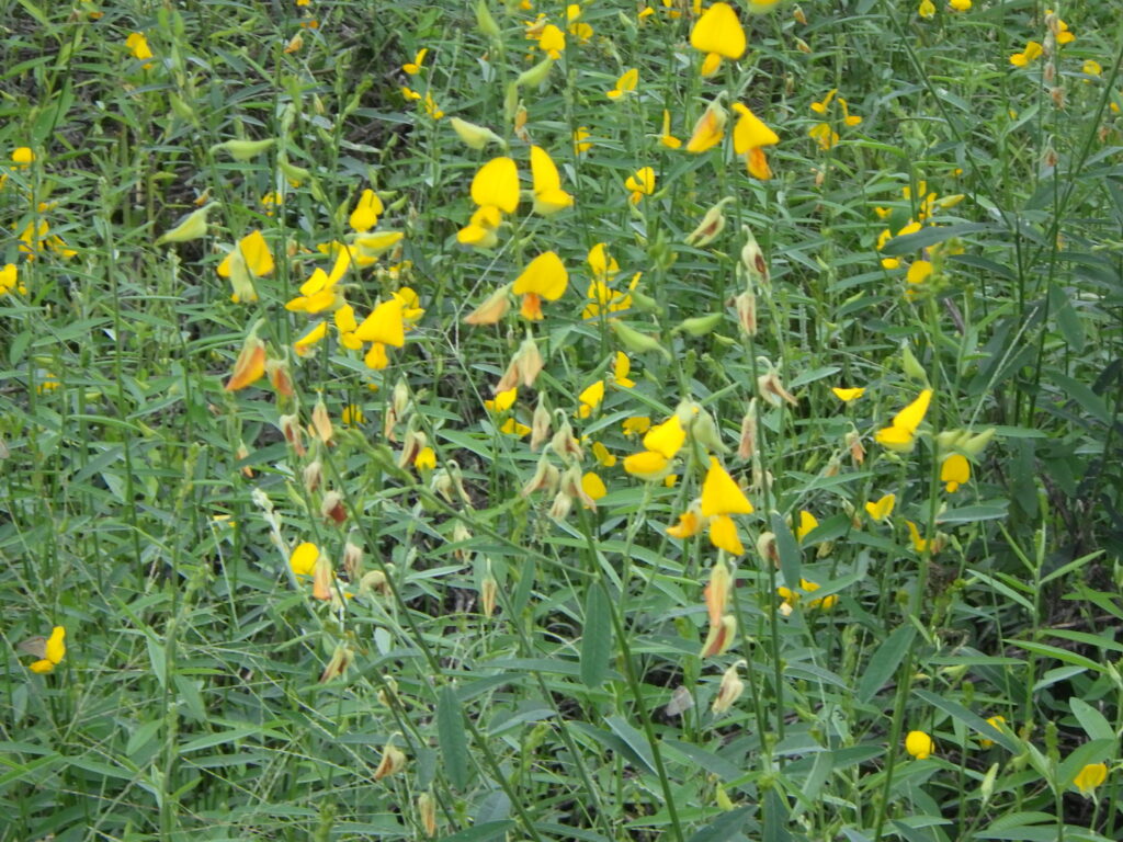 コヤシタヌキマメの花