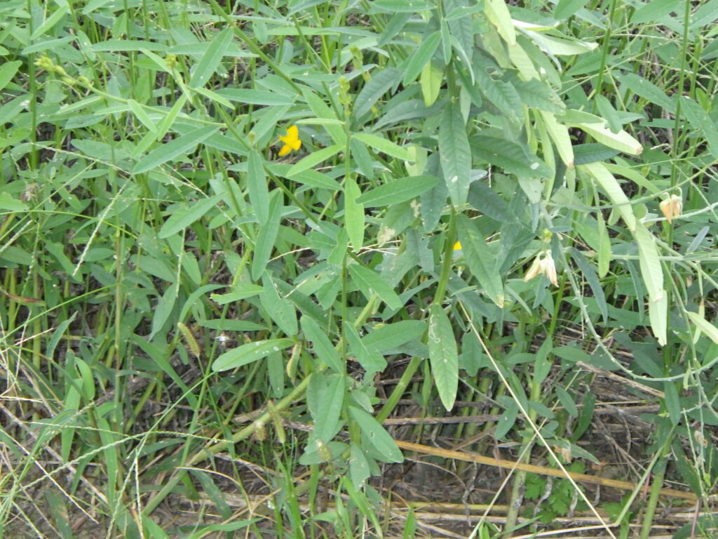 コヤシタヌキマメの葉