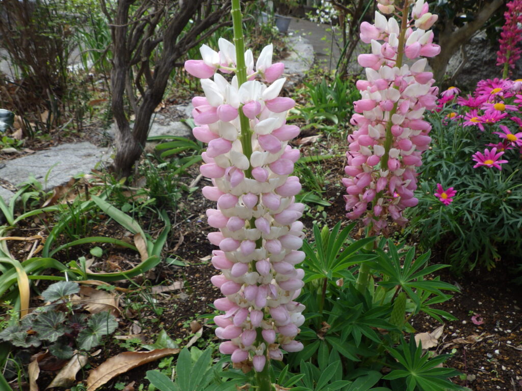 タヨウハウチワマメの花