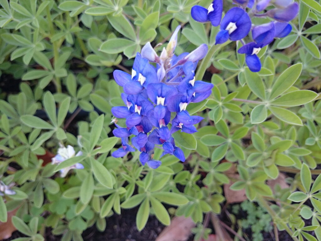 テキセンシスハウチワマメの花