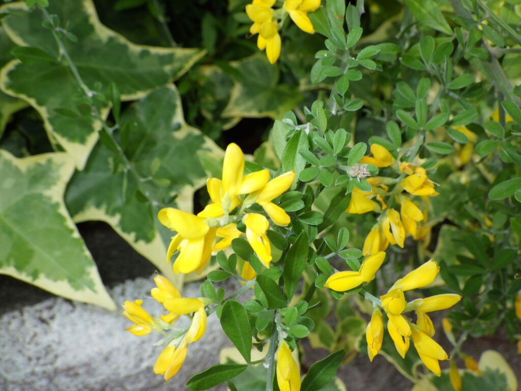 ヒメエニシダの花