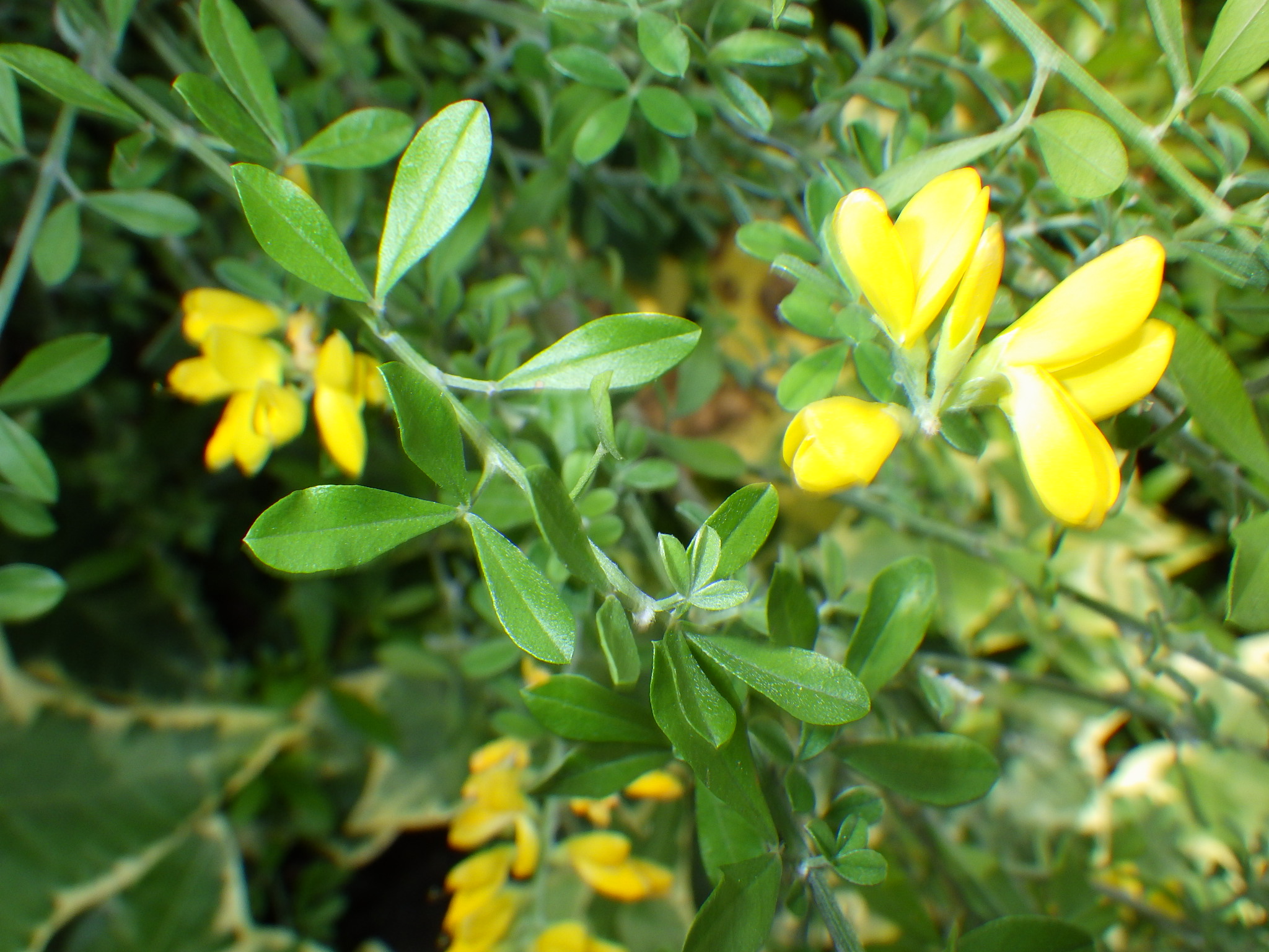 エニシダとヒメエニシダの違いは？似た種類の見分け方を解説！花は「破裂」してハナバチに花粉をつける！？ - Ecological Notes Web