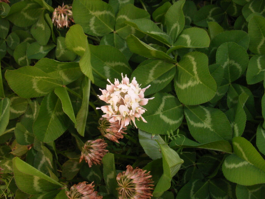 シロツメクサの花