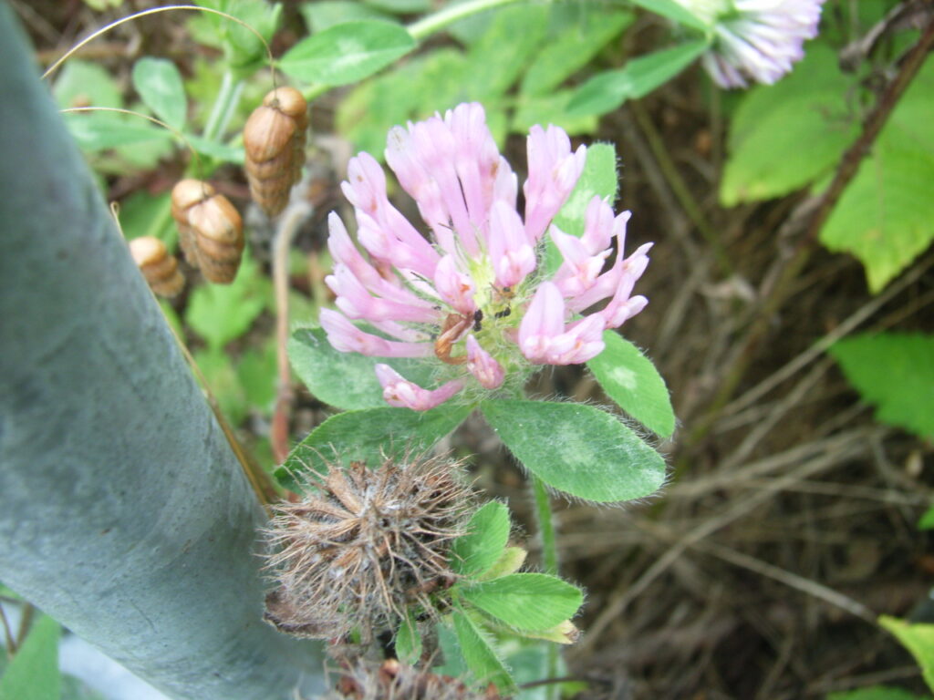 ムラサキツメクサの花