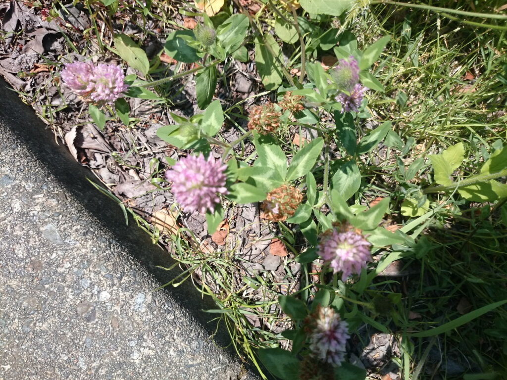 ムラサキツメクサの葉