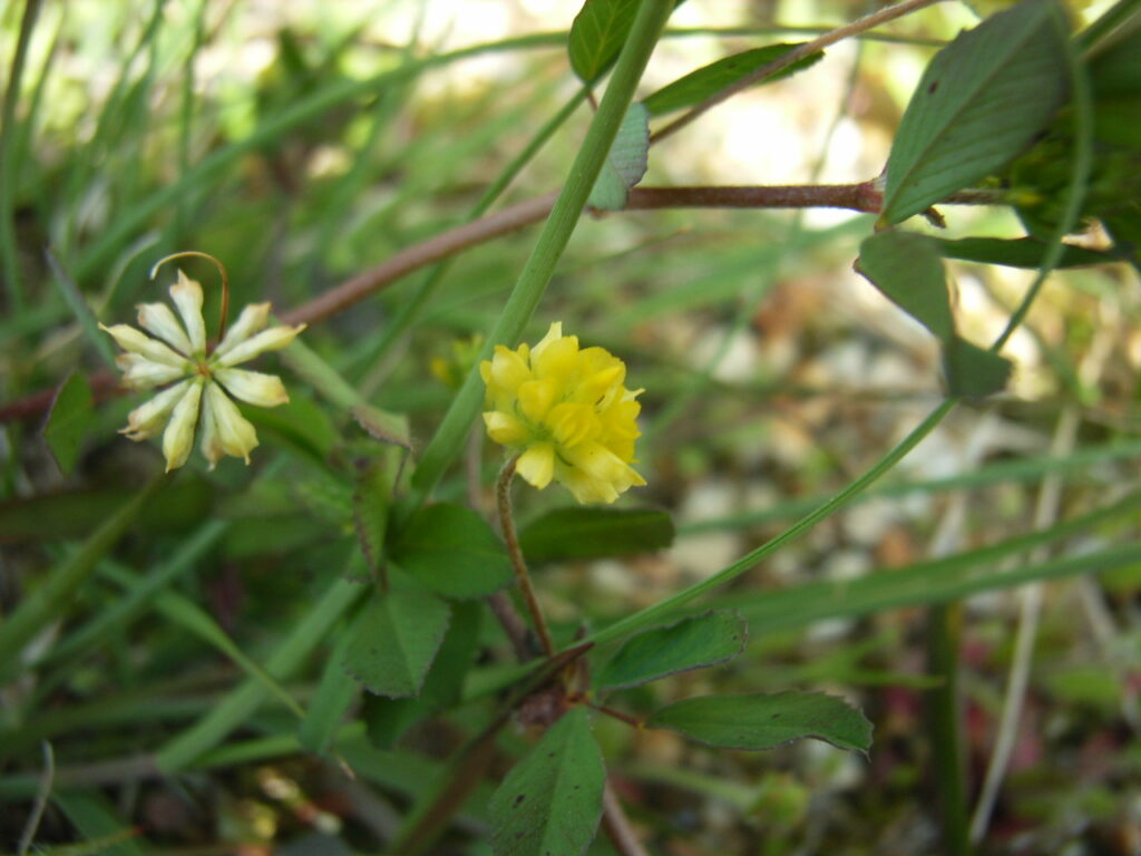 コメツブツメクサの花