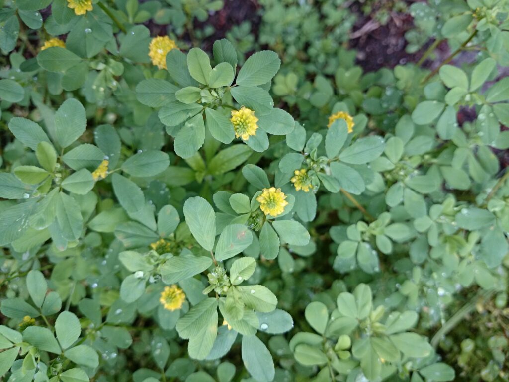クスダマツメクサの花