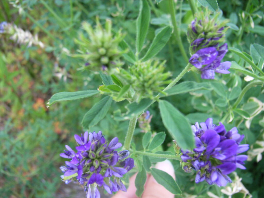 ムラサキウマゴヤシの花