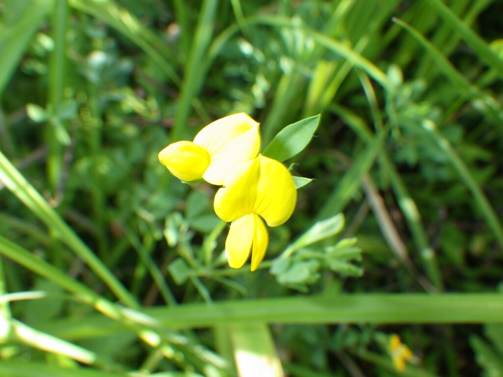 ミヤコグサの花