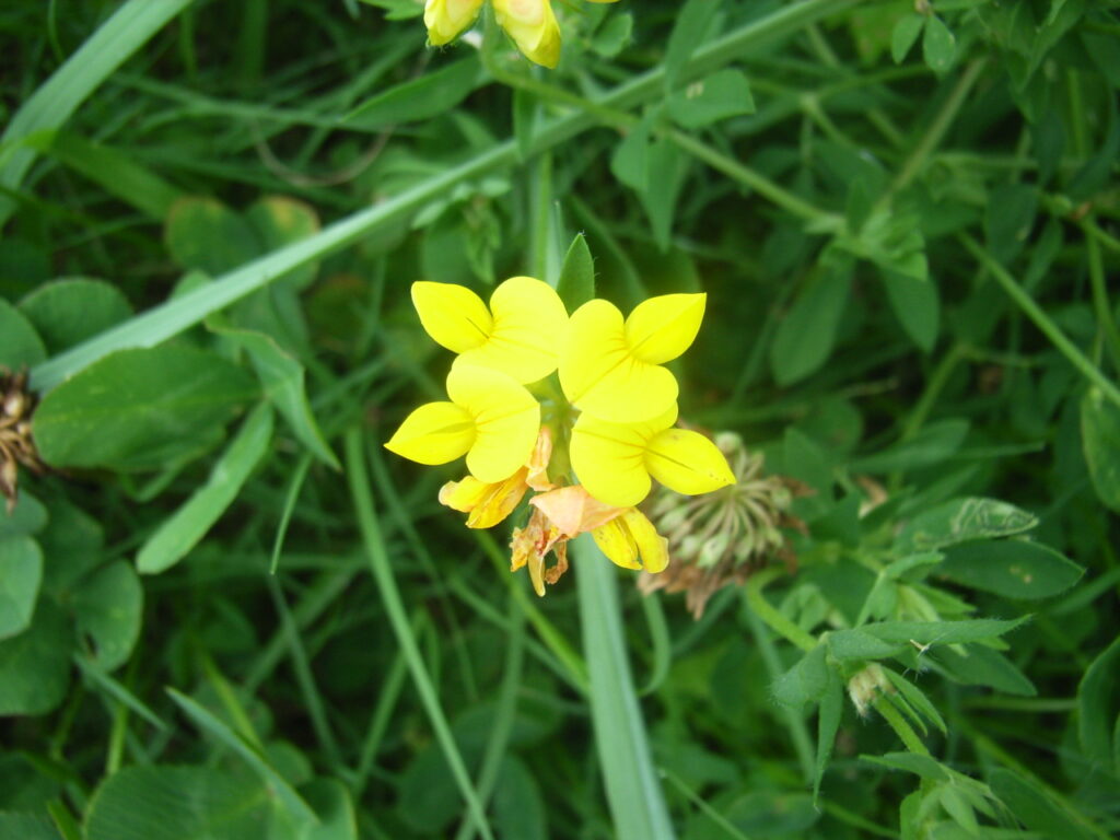 セイヨウミヤコグサの花