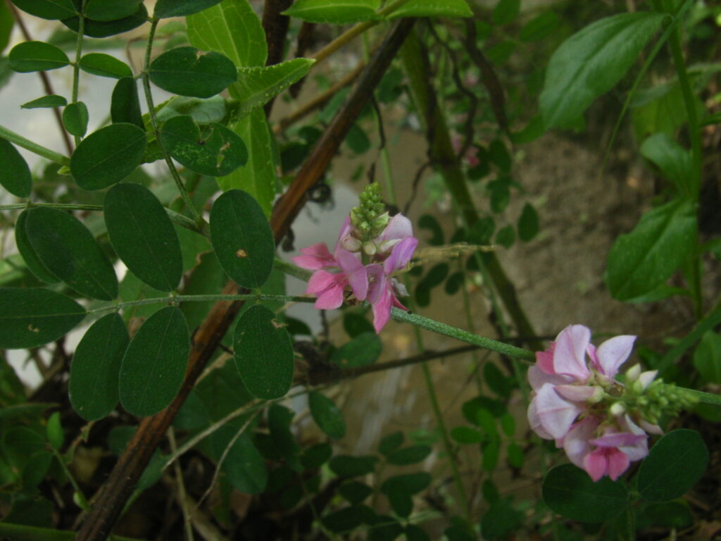 コマツナギの花