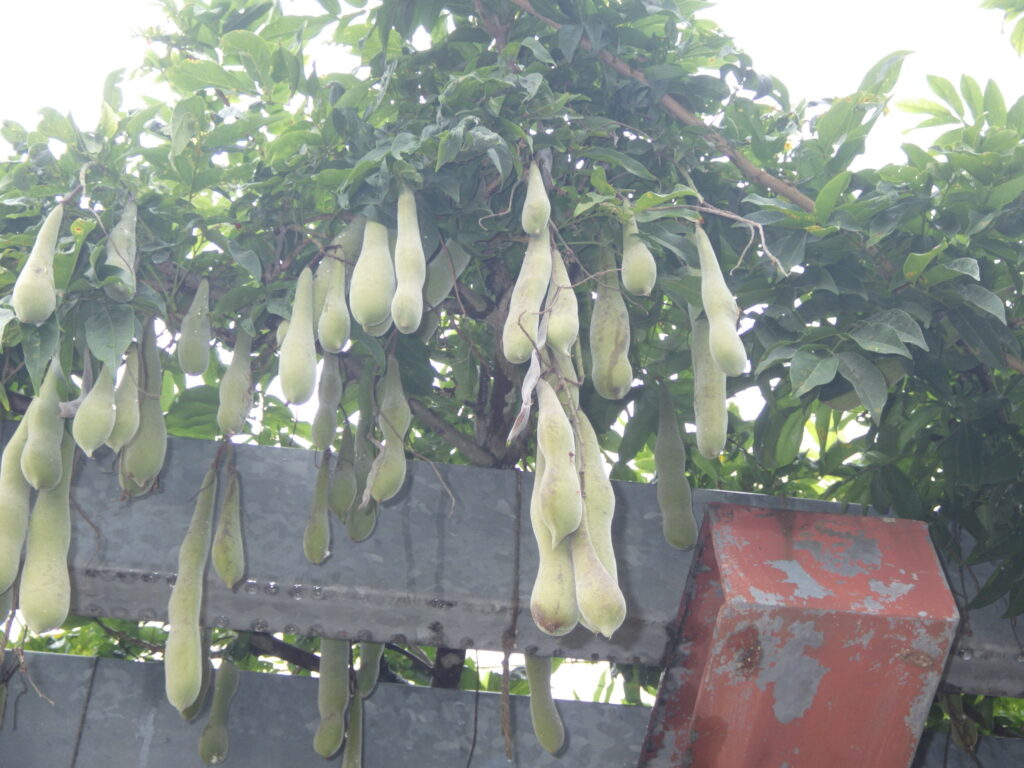フジの未熟果