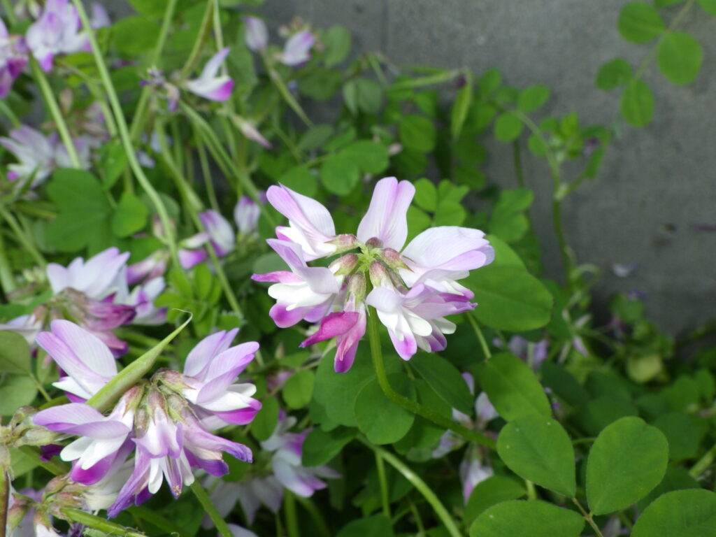 ゲンゲの花