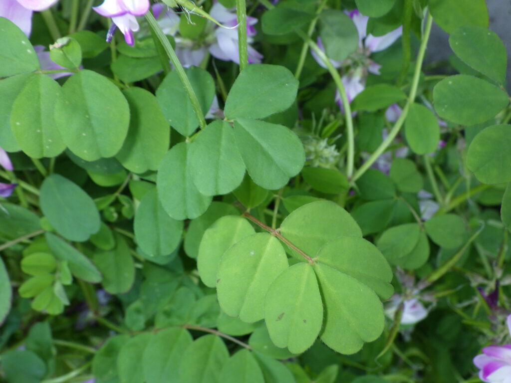 ゲンゲの葉上面