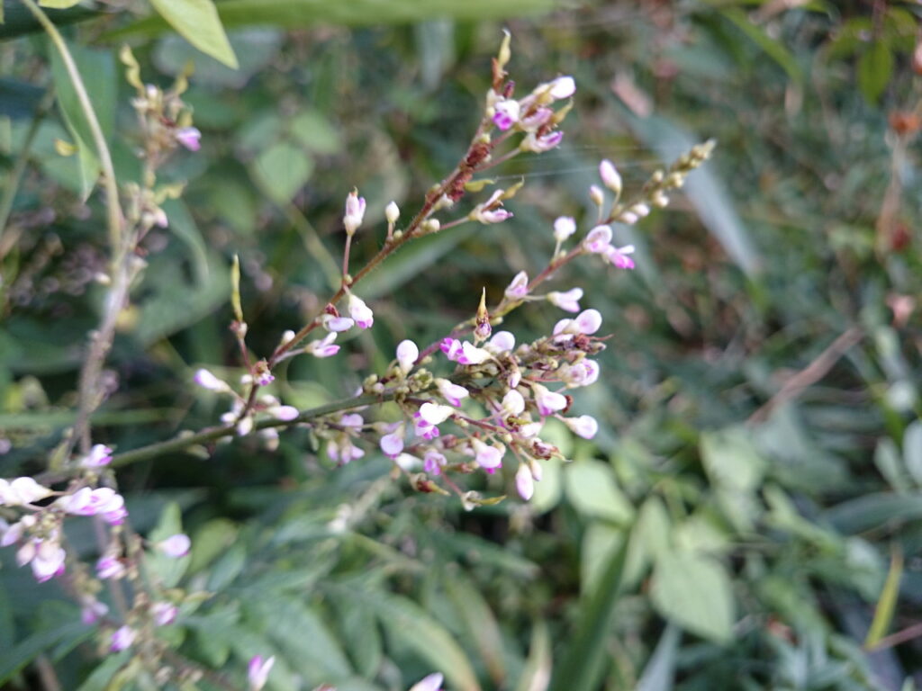 マルバヌスビトハギの花