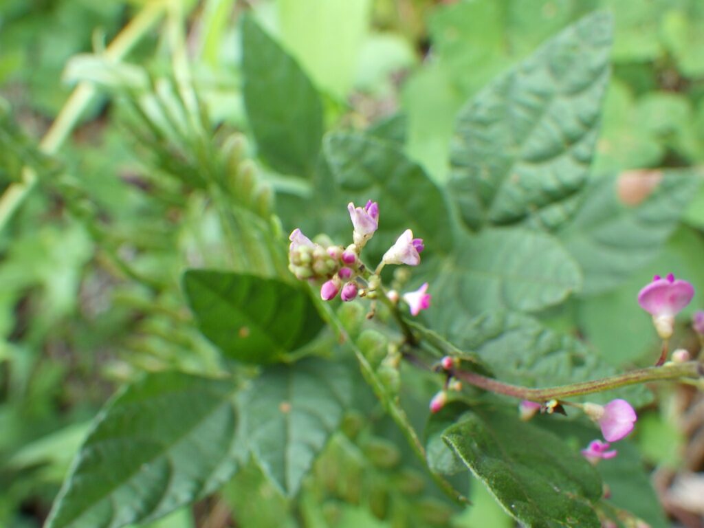 ヌスビトハギの花